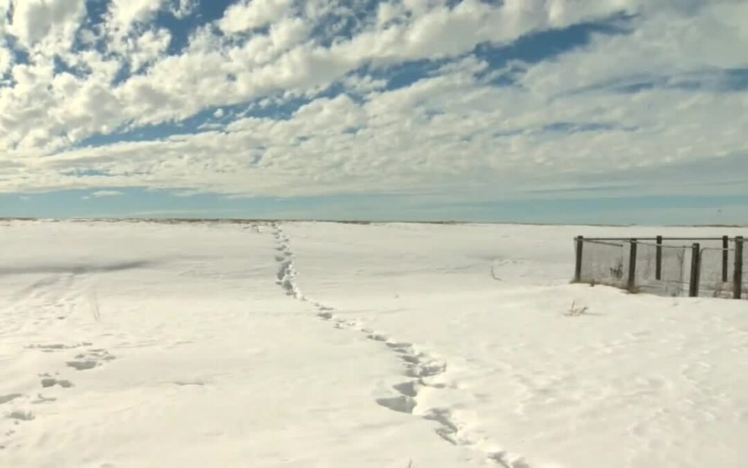 Seis migrantes fueron encontrados cruzando la frontera a pie en temperaturas bajo cero informó la Policía Montada de Manitoba